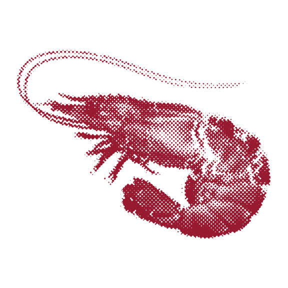 Shrimp